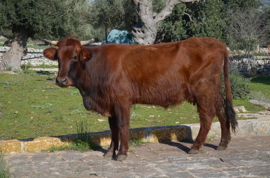 Casina Di Grotta Di Ferro Pension Santa Croce Camerina Buitenkant foto